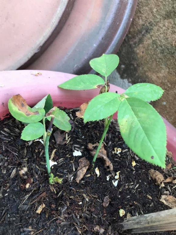 Diễn viên Kiều Trinh tiết lộ những điều khó giải thích liên quan đến người mẹ đã qua đời