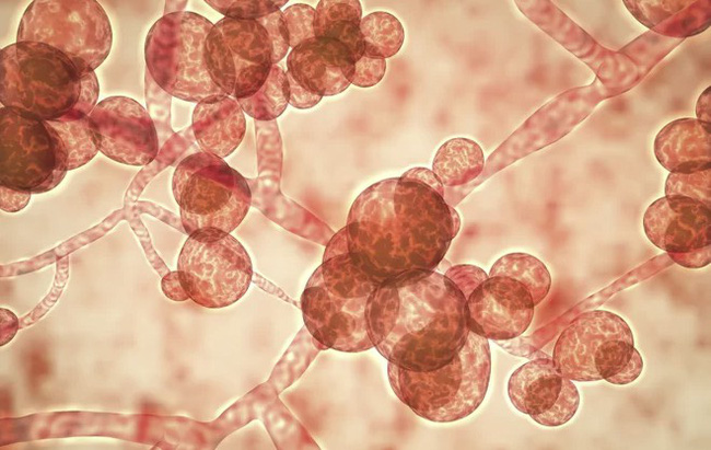 Cảnh báo: Siêu vi khuẩn nấm gây chết người đang lan truyền chóng mặt khắp toàn cầu