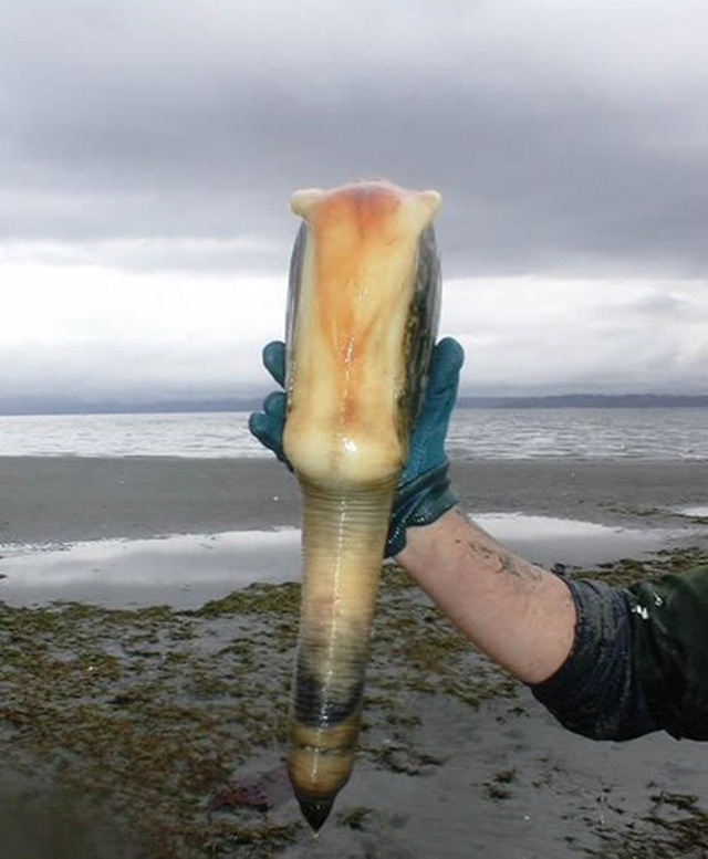 Ố vòi voi 10 triệu đồng/con có hình của quý, khách nhìn ngượng chín mặt nhưng vẫn vung tiền mua