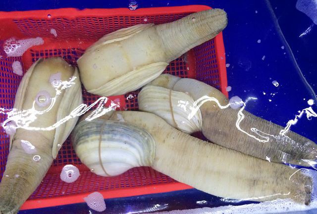 Ố vòi voi 10 triệu đồng/con có hình của quý, khách nhìn ngượng chín mặt nhưng vẫn vung tiền mua