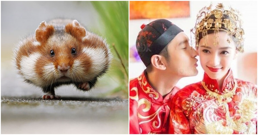 Đàn ông có vợ TUỔI TÝ như chuột sa chĩnh gạo, không được 10 cũng 9 phần NHƯ Ý, sống viên mãn tới già