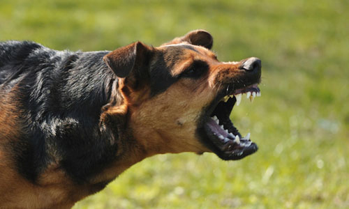 Sáu học sinh tiểu học bị chó cắn trong sân trường