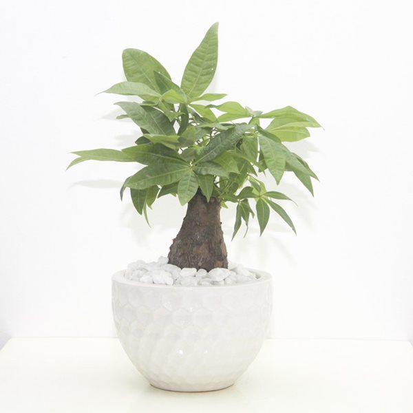 5 cách chọn cây phong thủy theo đúng công việc để sự nghiệp lên như diều gặp gió