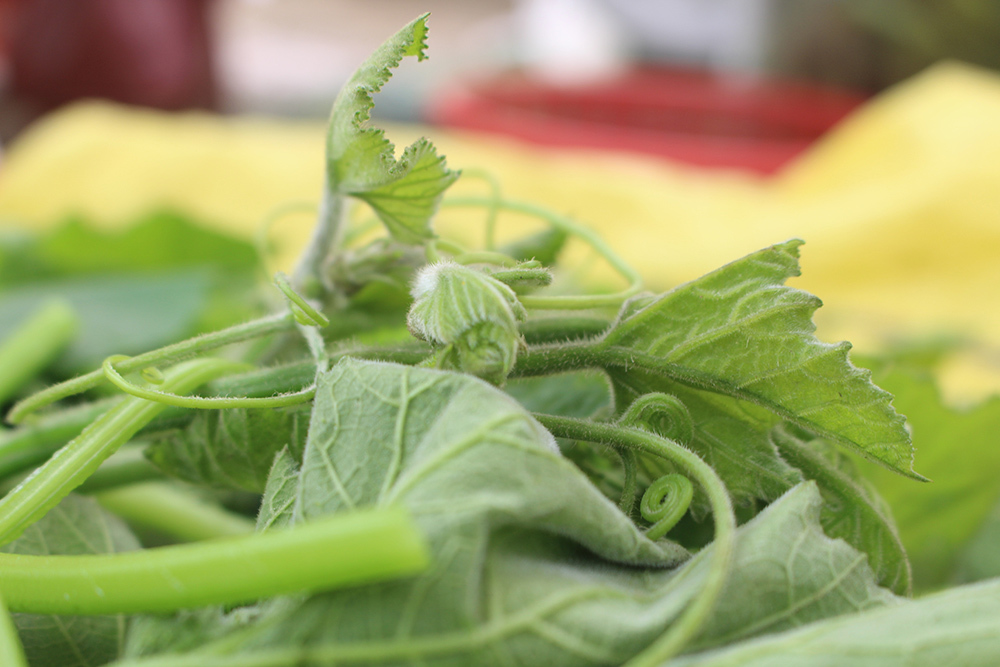 Cặp vợ chồng 20 năm giữa đảo hoang, mỗi ngày 2 tạ rau bí bán khắp Hà Nội