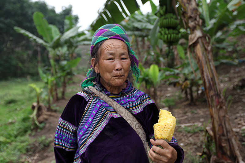 Trung Quốc đột nhiên cắt cầu: Thảm cảnh đổ bỏ cả xe tải dứa cho bò ăn