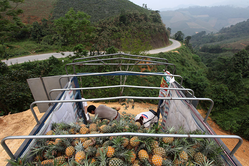 Trung Quốc đột nhiên cắt cầu: Thảm cảnh đổ bỏ cả xe tải dứa cho bò ăn
