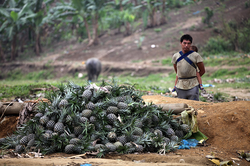 Trung Quốc đột nhiên cắt cầu: Thảm cảnh đổ bỏ cả xe tải dứa cho bò ăn