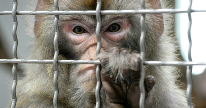 Trung Quốc tạo ra khỉ mang gen não người gây tranh cãi