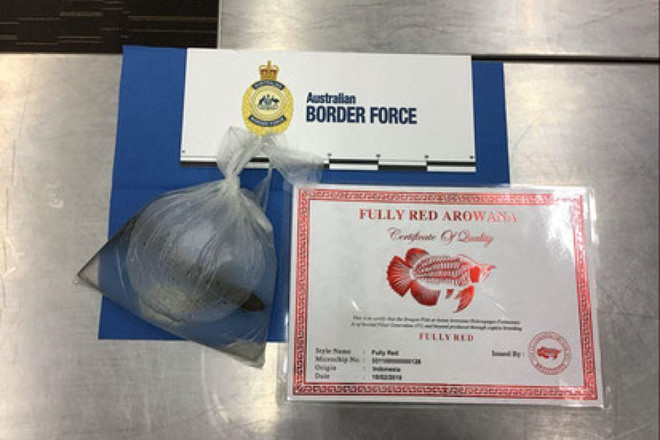 Úc bắt công dân Việt quấn quanh cổ túi cá rồng quý hiếm tại sân bay