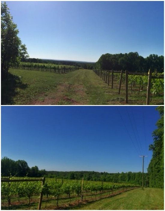 Bỏ hào quang sang Mỹ, Hoa hậu Ngọc Khánh viên mãn sống đời giản dị, trồng nho phụ chồng