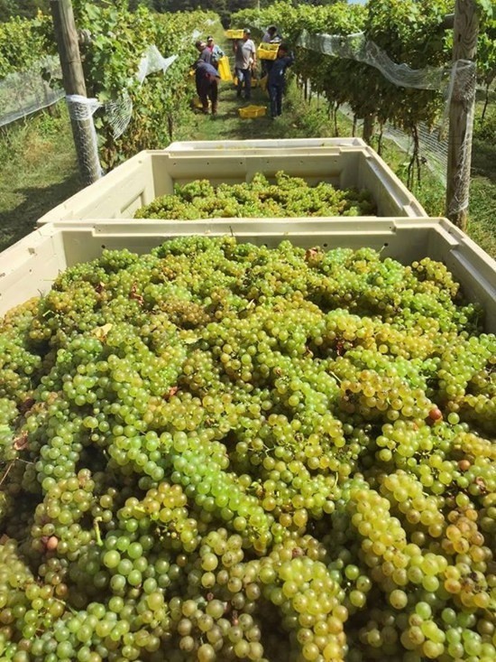 Bỏ hào quang sang Mỹ, Hoa hậu Ngọc Khánh viên mãn sống đời giản dị, trồng nho phụ chồng