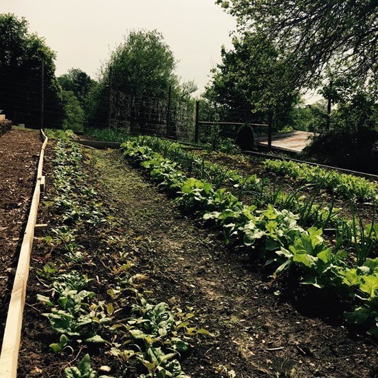 Bỏ hào quang sang Mỹ, Hoa hậu Ngọc Khánh viên mãn sống đời giản dị, trồng nho phụ chồng