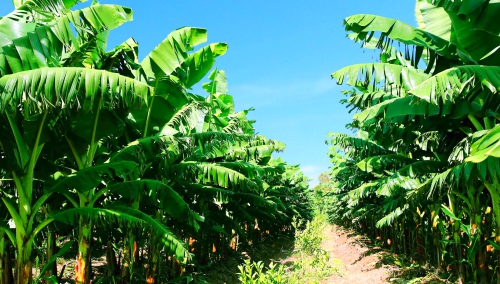 Bầu Đức kỳ vọng mỗi ngày vườn chuối mang về 10 tỷ đồng