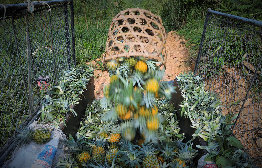 Dứa rớt giá thảm, dân cắn răng bán tháo mong gỡ vốn