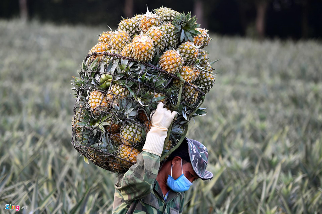 Dứa rớt giá thảm, dân cắn răng bán tháo mong gỡ vốn