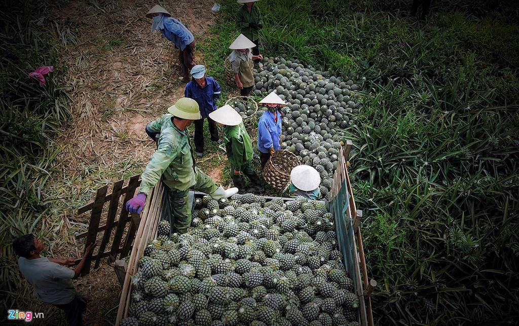 Dứa rớt giá thảm, dân cắn răng bán tháo mong gỡ vốn