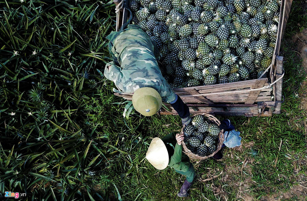 Dứa rớt giá thảm, dân cắn răng bán tháo mong gỡ vốn