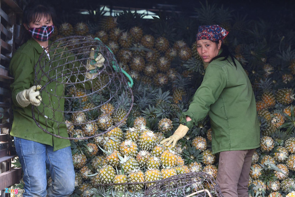Dứa rớt giá thảm, dân cắn răng bán tháo mong gỡ vốn