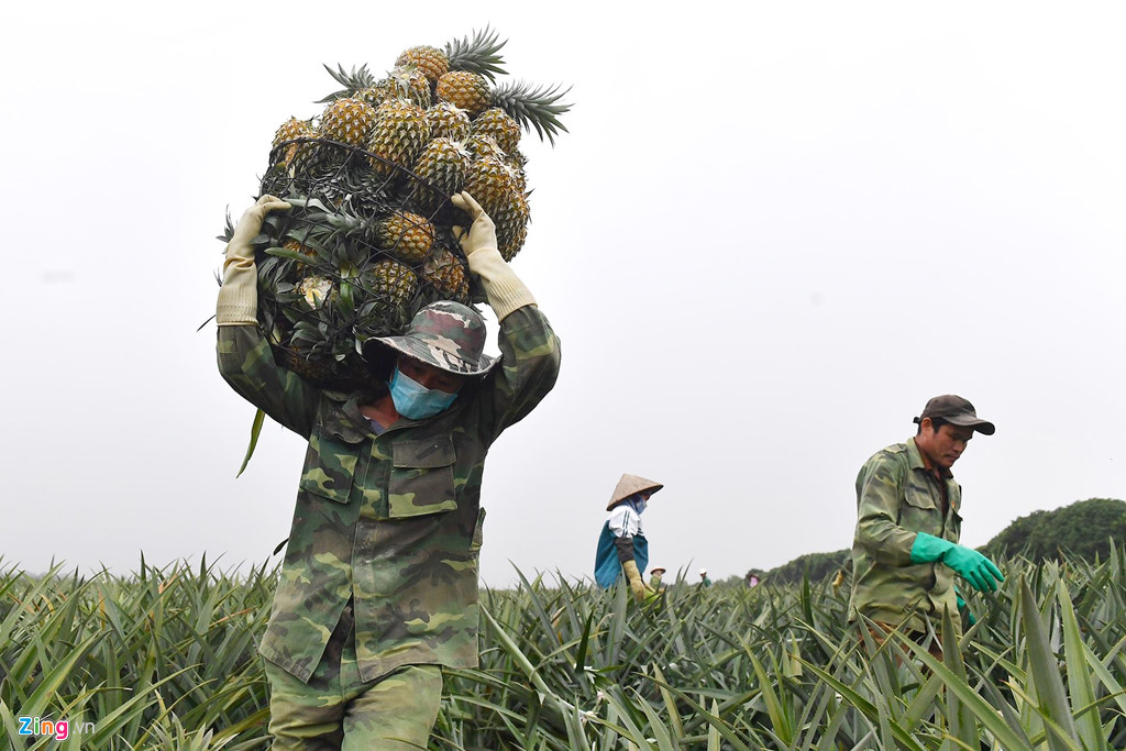 Dứa rớt giá thảm, dân cắn răng bán tháo mong gỡ vốn
