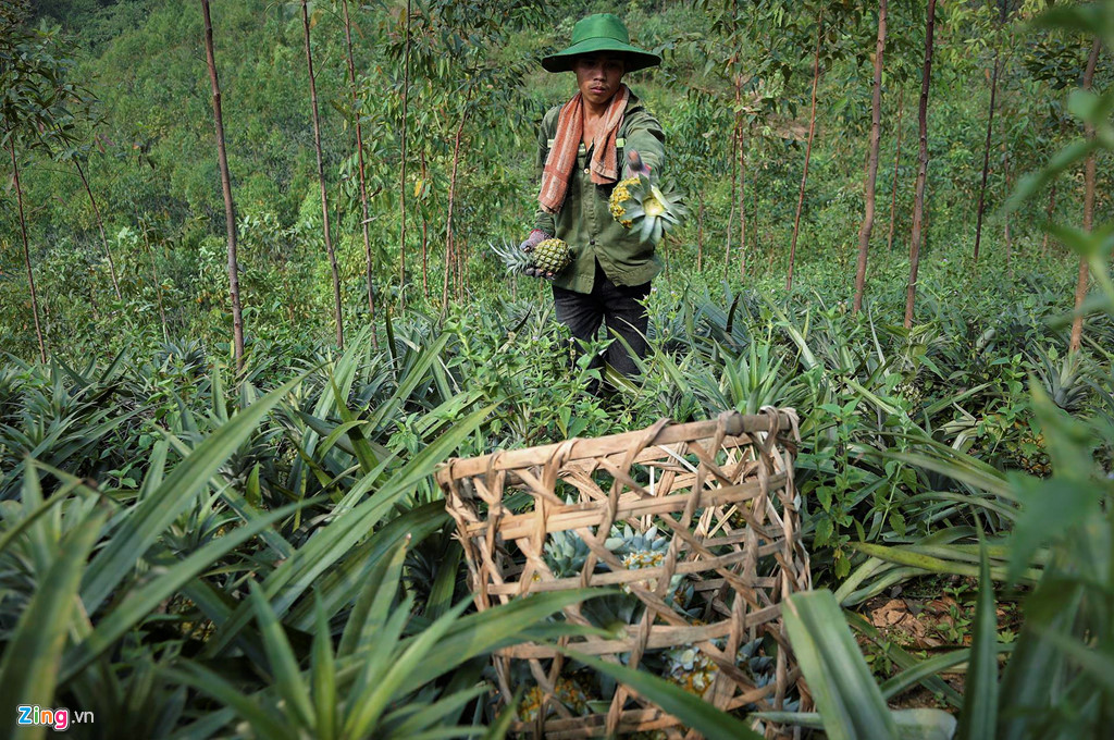 Dứa rớt giá thảm, dân cắn răng bán tháo mong gỡ vốn