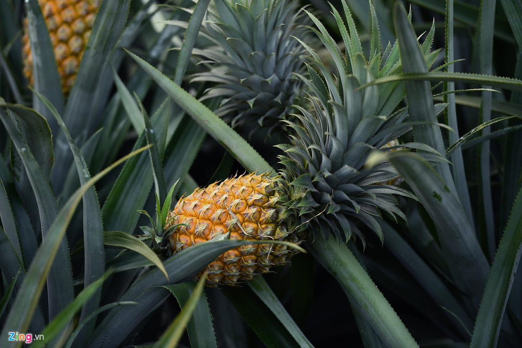 Dứa rớt giá thảm, dân cắn răng bán tháo mong gỡ vốn