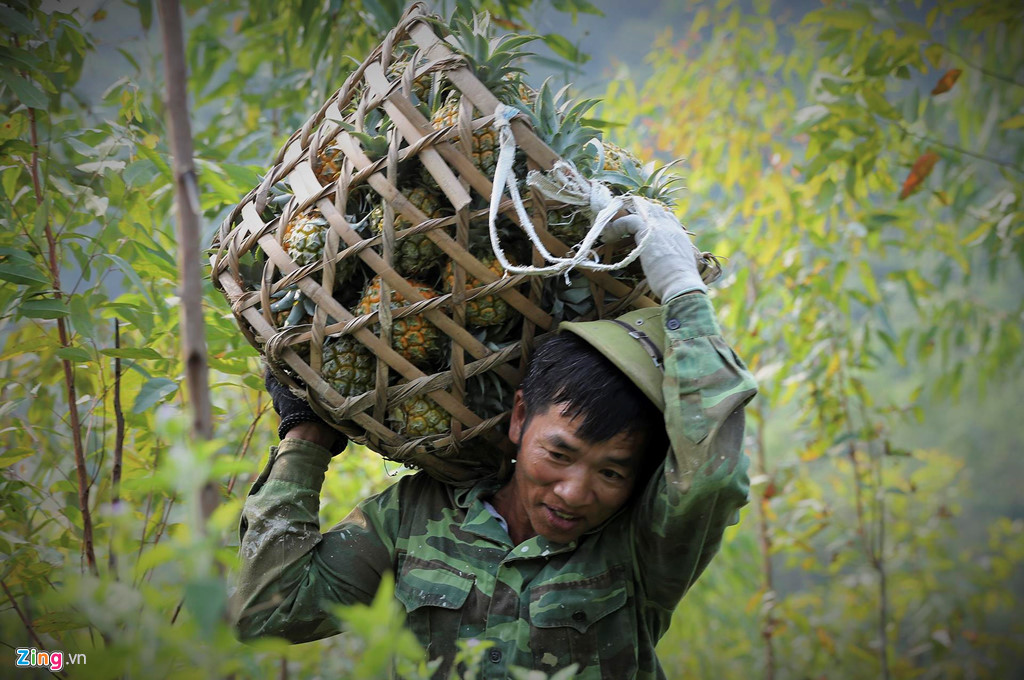 Dứa rớt giá thảm, dân cắn răng bán tháo mong gỡ vốn