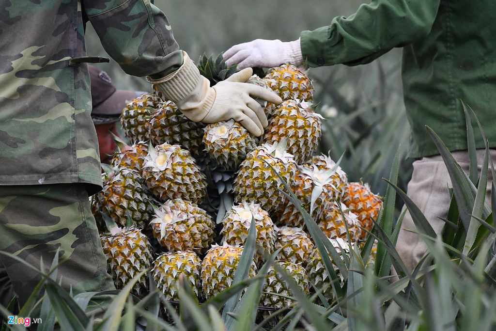 Dứa rớt giá thảm, dân cắn răng bán tháo mong gỡ vốn