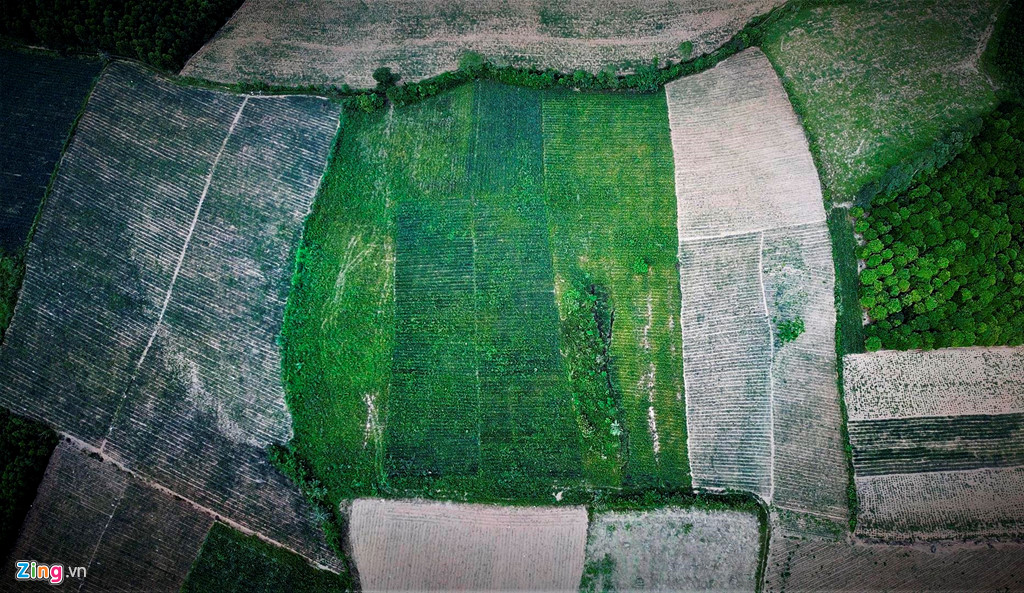 Dứa rớt giá thảm, dân cắn răng bán tháo mong gỡ vốn