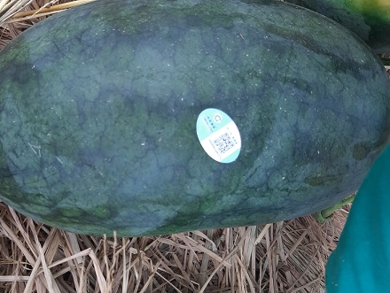 Dưa hấu dán tem Trung Quốc: Đúng mã vạch 893 của Việt Nam