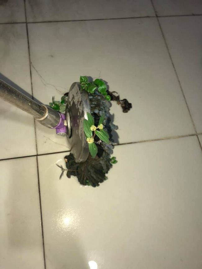 Cộng đồng mạng xôn xao trước hình ảnh nấm mọc ra từ gậy lau nhà: Bằng chứng hùng hồn của việc gái xinh ở bẩn