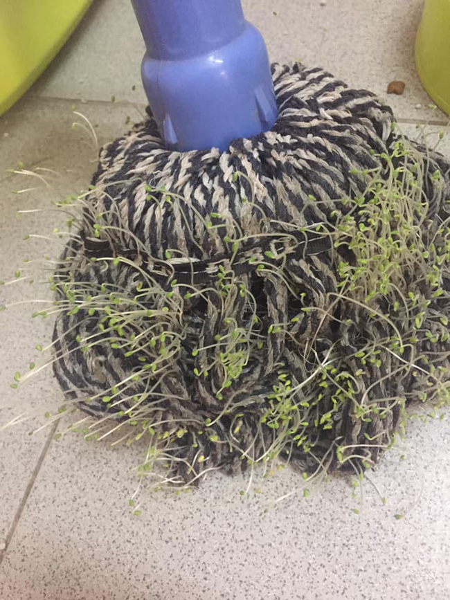 Cộng đồng mạng xôn xao trước hình ảnh nấm mọc ra từ gậy lau nhà: Bằng chứng hùng hồn của việc gái xinh ở bẩn