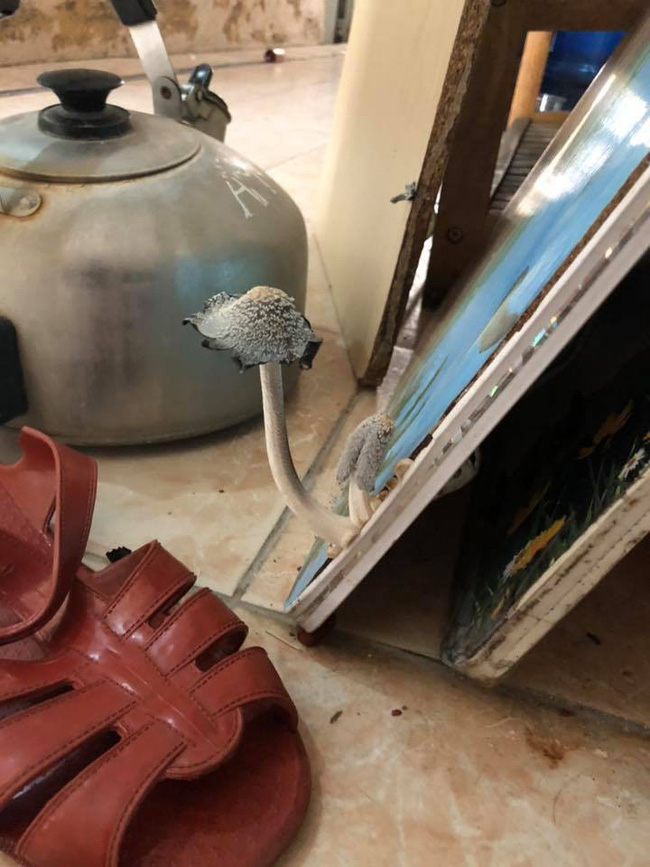 Cộng đồng mạng xôn xao trước hình ảnh nấm mọc ra từ gậy lau nhà: Bằng chứng hùng hồn của việc gái xinh ở bẩn