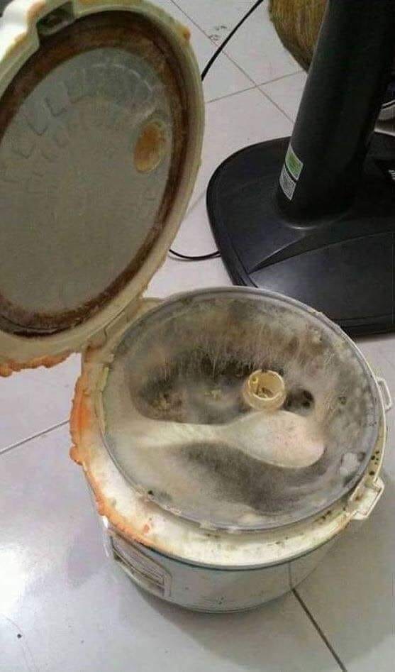 Cộng đồng mạng xôn xao trước hình ảnh nấm mọc ra từ gậy lau nhà: Bằng chứng hùng hồn của việc gái xinh ở bẩn