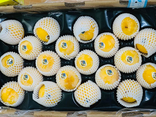 Mận vàng giá 50.000 đồng/quả có gì đặc biệt khiến nhà giàu Hà Nội săn lùng?