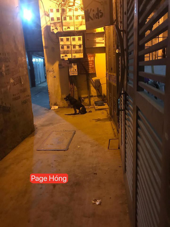 Tâm sự của một thanh niên sợ chó: Con trai sức dài vai rộng ngày nào cũng phải gọi bố ra đón vì sợ bị chó đuổi Tâm sự của một thanh niên sợ chó: Con trai sức dài vai rộng ngày nào cũng phải gọi bố ra đón vì sợ bị chó đuổi