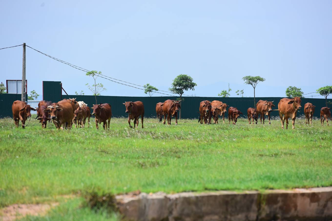 Cận cảnh dự án hơn 2.000 ha bị bỏ hoang một thập kỷ