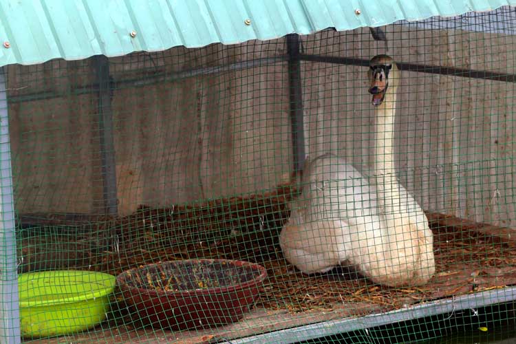 Đàn thiên nga đẻ gần 20 trứng ở hồ Thiền Quang