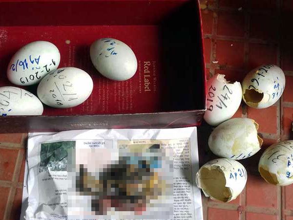 Đàn thiên nga đẻ gần 20 trứng ở hồ Thiền Quang