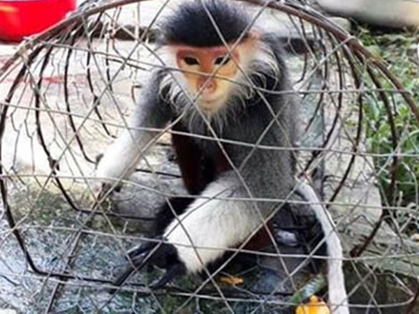 Nhận án tù vì giết Voọc quý hiếm rồi lên Facebook khoe