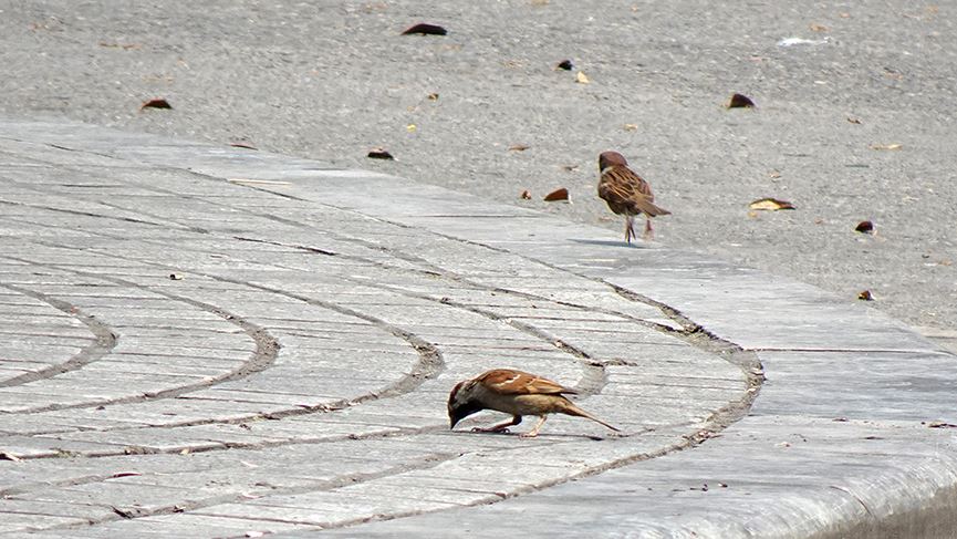 Nắng như đổ lửa, phố đi bộ Hồ Gươm vắng tanh ngày cuối tuần