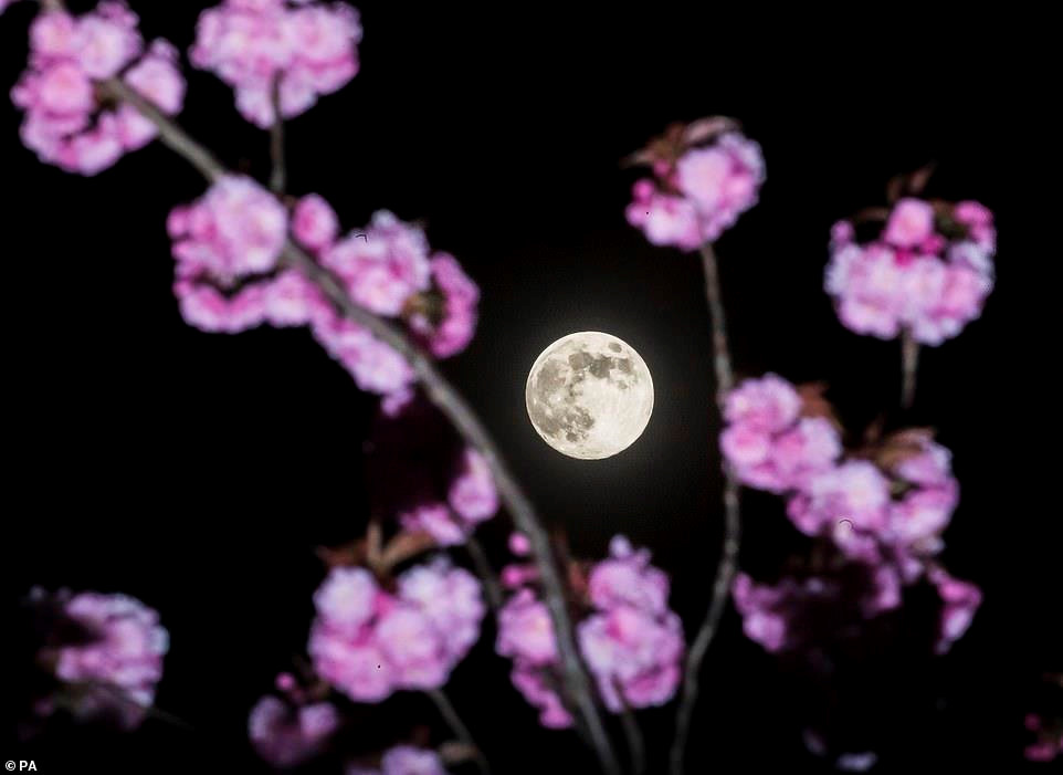 Cận cảnh Trăng hồng trên khắp thế giới