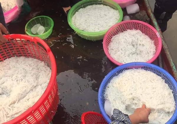 Người Hà thành tranh nhau mua loại cá trắng tinh, thân mềm như bún