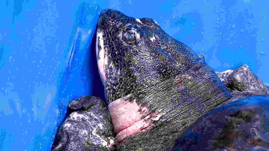 Vợ chồng rùa vô sinh ở TQ và 13 năm cứu loài rùa Hồ Gươm thất bại