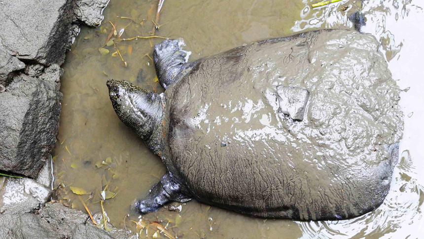 Vợ chồng rùa vô sinh ở TQ và 13 năm cứu loài rùa Hồ Gươm thất bại