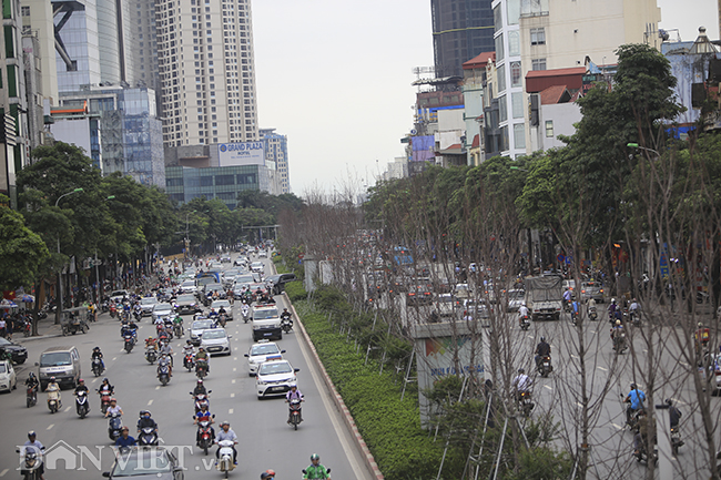 ẢNH: Hàng cây phong héo khô, lãnh đạo công ty cây xanh nói gì?