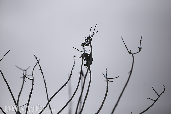 ẢNH: Hàng cây phong héo khô, lãnh đạo công ty cây xanh nói gì?