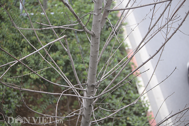 ẢNH: Hàng cây phong héo khô, lãnh đạo công ty cây xanh nói gì?