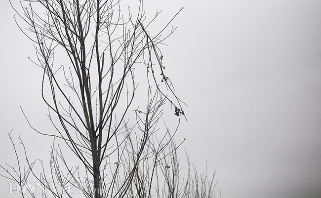 ẢNH: Hàng cây phong héo khô, lãnh đạo công ty cây xanh nói gì?