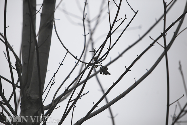 ẢNH: Hàng cây phong héo khô, lãnh đạo công ty cây xanh nói gì?