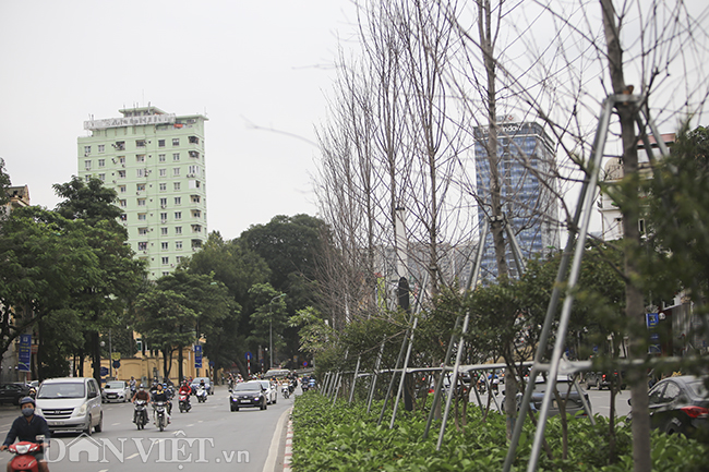 ẢNH: Hàng cây phong héo khô, lãnh đạo công ty cây xanh nói gì?